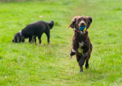 chocolate cocker spaniel running with a ball