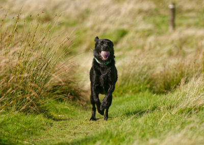 bella the black labrador