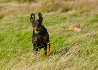 doberman running up a grassy hill