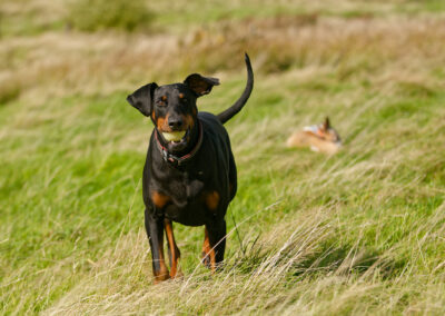 doberman on a sunny day getting walked