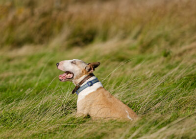 english bull terrier sunning itself