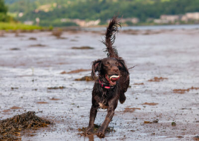 chocolate cocker spaniel running on the beach with a ball