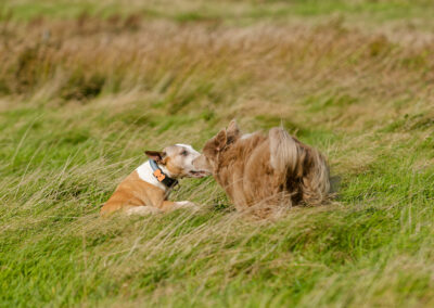 collie going to get a dog
