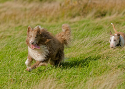 collie running back