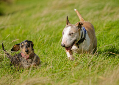 two dogs on a grassy hill