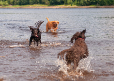three dogs splashing in the water