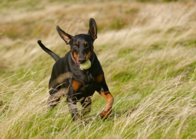 doberman in long grass
