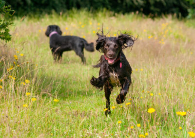 chocolate cocker spaniel running in buttercups