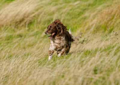 springer spaniel running in long grass