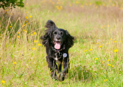 black sprocker dog walking in a meadow