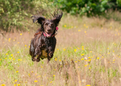 jumping chocolate working cocker spaniel