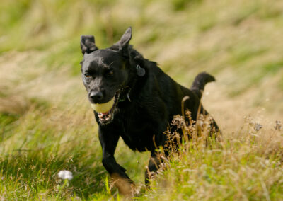 black labrador with ball