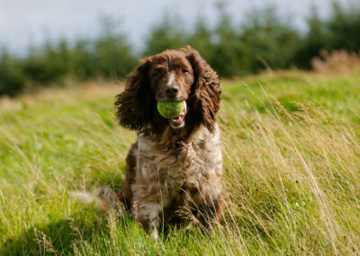 springer spaniel sitting in long grass