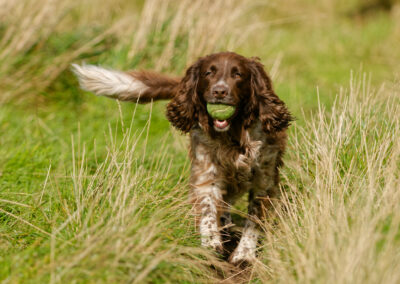 Springer spaniel walking up a grassy hill