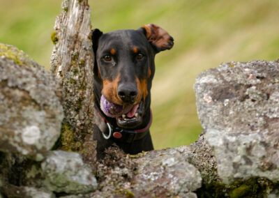 doberman peering out from behind a wall