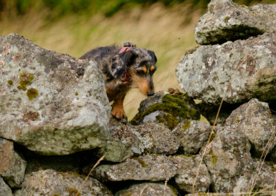 dachshund climbing over a stone farm wall
