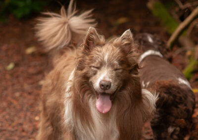 Lilac Border Collie in the woods