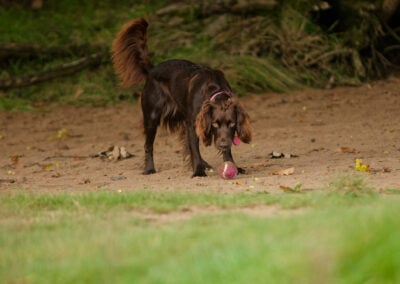 brown cocker spaniel with a ball