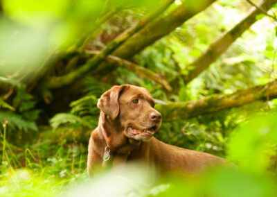 chocolate Labrador among thick woodland vegetation
