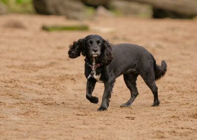 black sprocker dog