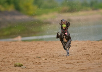 working cocker running with a ball