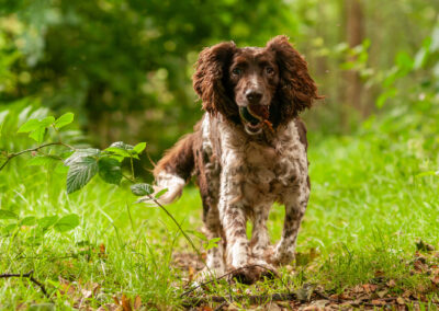 old liver and white English springer spaniel
