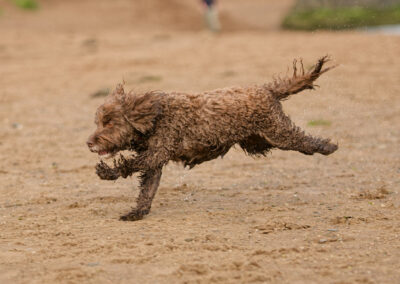 chocolate cockapoo on the beach
