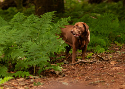 chocolate labrador standing next to a large fern