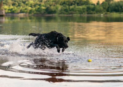 action photo of a black Labrador in mid air leaping through the water