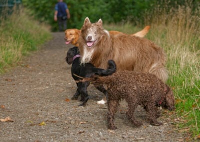 pack of dogs on the Clyde walk