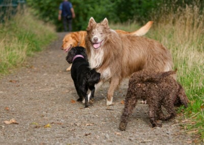 pack of dogs on the Clyde walkway