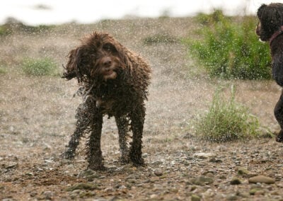 cockapoo shaking itself dry