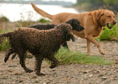 dog being stalked by other dogs