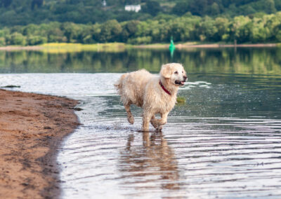 An old Golden Retriever running in to a river