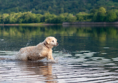 Golden retriever running into a river to get a ball