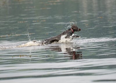working cocker going into a river