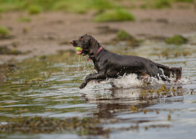 working cocker spaniel coming out the river clyde