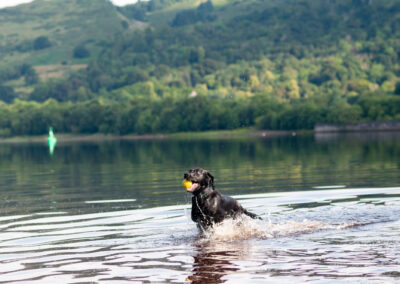 Black Labrador in the river Clyde in front of the Kilpatrick hills