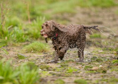 cockapoo just out the river