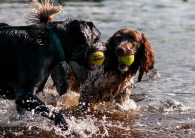 two dogs in a river with each holding a ball in their mouths