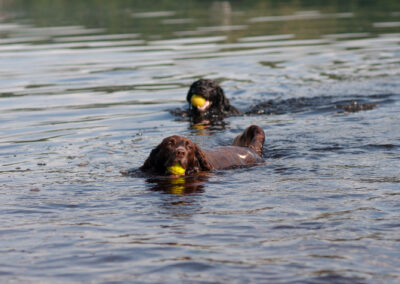 two dogs cooling off in a river on a hot morning