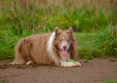 border collie laying down with ball