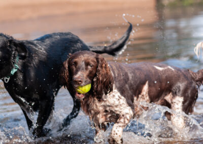 liver and white English springer spaniel coming out of the river with a ball