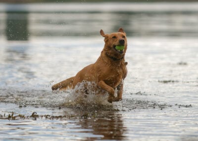 red fox labrador running in a river