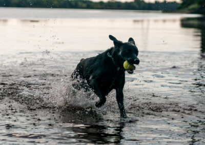 Black Labrador running out of a river with the sun behind her