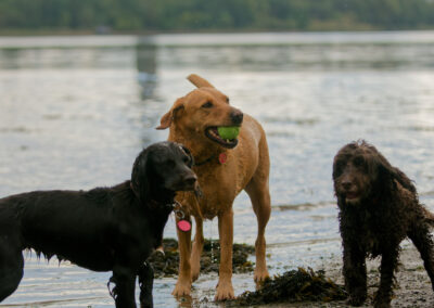 three dogs at the river clyde in erskine