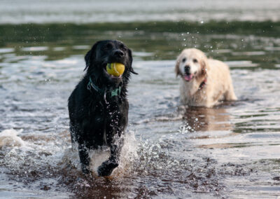 Two dogs in the river clyde