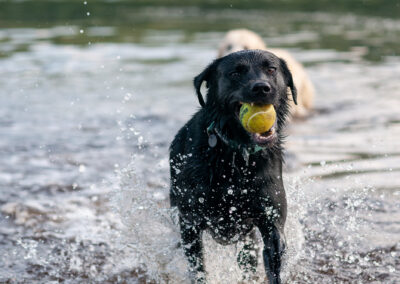 black Labrador running out of the water with a ball