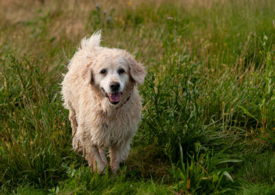 Golden Retriever walking through long grass
