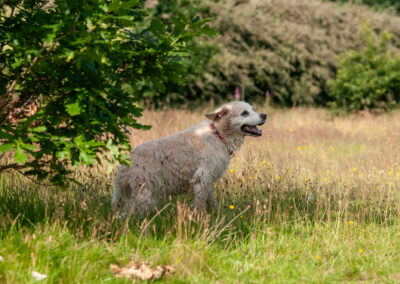 Golden Retriever in long summer grass